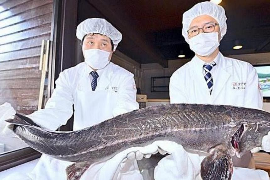 Delicious appetiser: Japanese employees holding a sturgeon during a caviar-making demonstation at Felda Tenggaroh 3 in Mersing, Johor.&nbsp;Prepare for a taste of Malaysian caviar, which will come from sturgeon fish farms developed by the country's F