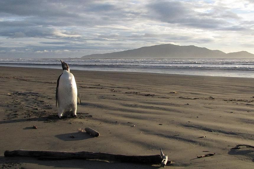 An Emperor penguin in New Zealand, some 3,000 kilometres from his Antarctic home on June 20, 2011. Global warming will send Antarctica’s emperor penguins into decline by 2100, scientists projected on Sunday, and called for the emblematic birds to b