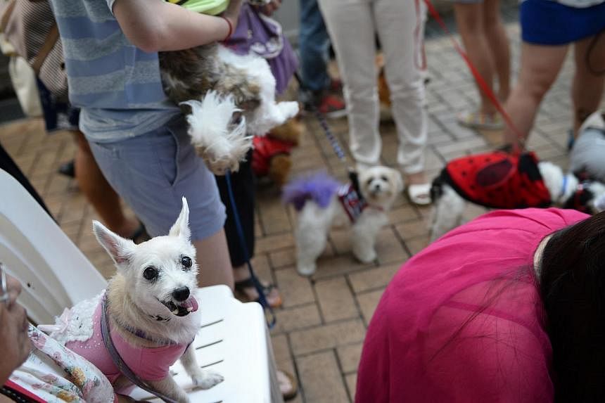Dogs who took part in the Dog and Owner Fashionista Competition before the launch of Pets and Friends Club at Serangoon pictured with their owners before entering the hall at Serangoon Community Club on 29 June, 2014. -- ST PHOTO: MARK CHEONG