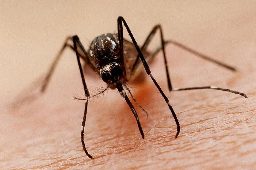 The Aedes Mosquito. There has been a 248 per cent spike in the number of cases in Malaysia this year, and a 228 per cent increase in the number of deaths. -- PHOTO: ST FILE