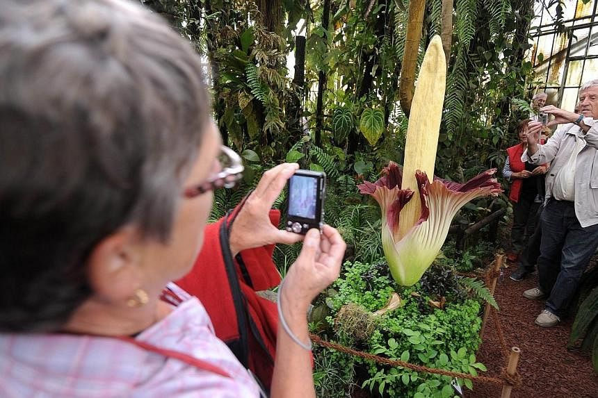 People take pictures of a blooming titan arum plant at the Jardin des plantes botanical garden in Nantes, western France, on June 30, 2014.&nbsp;Hundreds of curious visitors braved long queues in the French city of Nantes on Monday to catch a rare gl