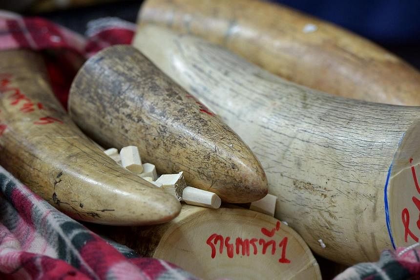 This file picture taken on Aug 30, 2013, shows confiscated elephant tusks displayed during a press conference at the customs office in Bangkok.&nbsp;Thailand's "out of control" ivory market is driving Africa's elephant poaching crisis, conservationis