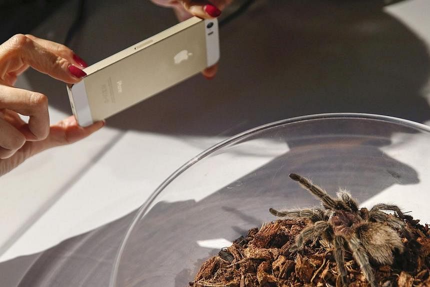 A woman takes photo of a tarantula spider during the media preview of the Spiders Alive! exhibit at the American Museum of Natural History in New York on July 1, 2014. -- PHOTO: REUTERS