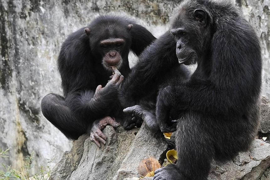 Two chimpanzees are seen at the zoo in Abidjan on June 12, 2014.&nbsp;Chimpanzees use their hands to say "follow me", "stop that" or "take this", according to new research seeking to translate the sophisticated messages flowing back and forth. -- PHO