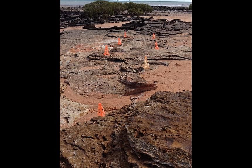 A fossilised three-toed foot print of a large dinosaur and a trail of pink cones (above) which indicate a series of dinosaur footsteps. -- ST PHOTO: J PEARLMAN