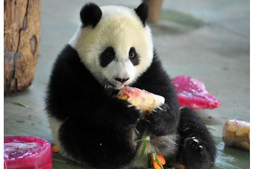 Yuan Zai, the first Taiwan-born giant panda, enjoys her birthday cake during the celebration of its first birthday at the Taipei City Zoo on July 6, 2014. -- PHOTO: AFP
