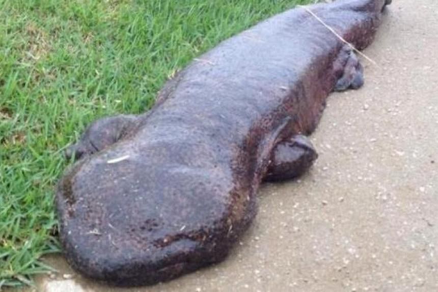 The Japanese giant salamander sitting on the road by a patch of grass.