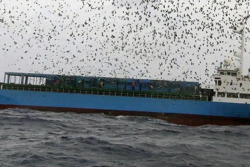 A handout picture released by People for the Ethical Treatment of Animals (PeTA) on May 30, 2014 shows the Taiwanese club representatives releasing pigeons from a ship at sea outside Kaohsiung harbor during a pigeon race on October 13, 2013.&nbsp;Fiv