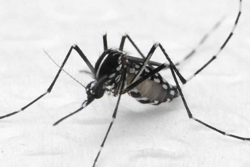 Aedes albopictus mosquito that spreads dengue fever. The number of reported dengue cases in the week that ended on Saturday rose to 898, up by 33 per cent from 674 the week before, said the National Environment Agency (NEA). -- PHOTO: NEA