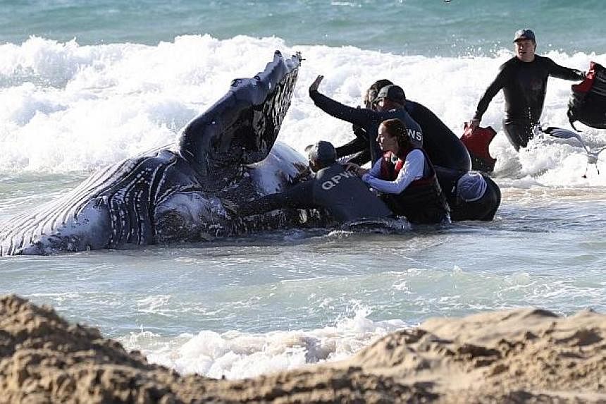 Marine rescue workers from Sea World attempt to help a juvenile humpback whale stranded at Palm Beach on the Gold Coast, in Queensland on July 9, 2014. -- PHOTO: REUTERS