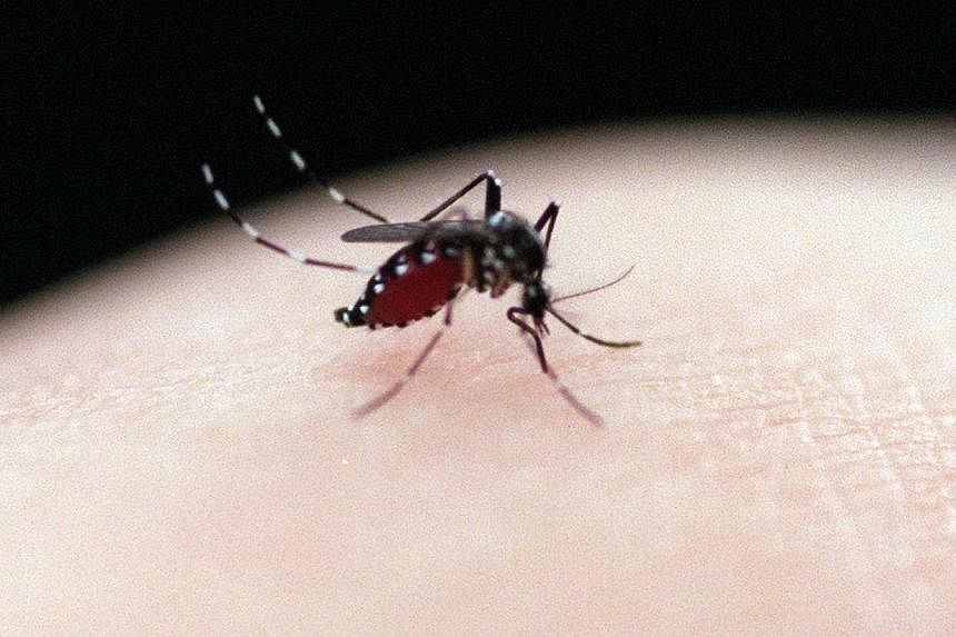 The Aedes mosquito. The state of dengue in Malaysia has reached an endemic level as the number of cases continued to rise, the Health Ministry said. -- PHOTO: ST FILE