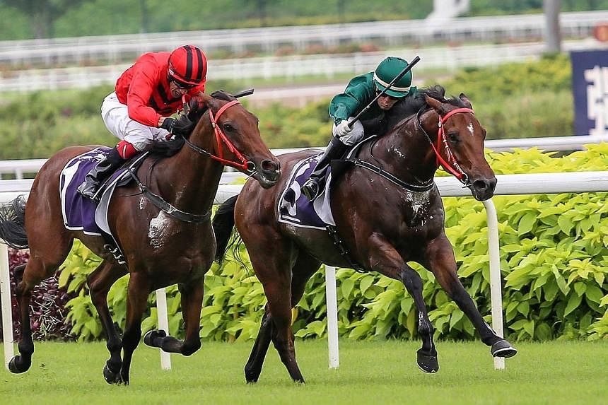 Spalato (right, with jockey Manoel Nunes astride) duelling with Stepitup (with jockey David Flores astride), on his outside before winning the Group 1 Patron’s Bowl by a shorthead on 22 June 2014. Pre-race favourite Stepitup drew the widest barrier
