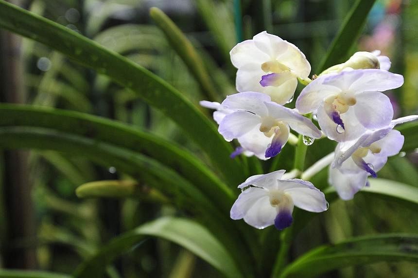 One of the many orchids grown at the terrace house of retired teacher Stanley Ang.&nbsp;-- PHOTO: DIOS VINCOY JR FOR THE STRAITS TIMES