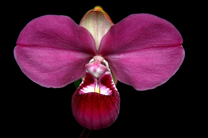 Orchid hobbyist David Ng has managed to successfully grow a rare orchid, the Phragmipedium kovachii, which was found in Peru. -- PHOTO: DAVID NG