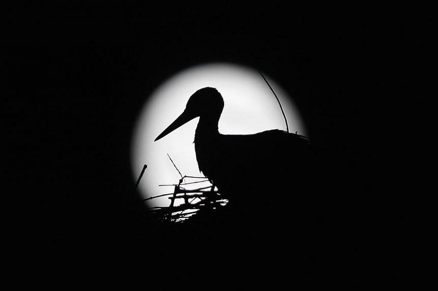 A stork is silhouetted against the Supermoon in its nest in downtown Arriate, in the southern Spanish province of Malaga early July 13, 2014. -- PHOTO: REUTERS