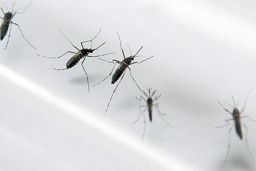 A file photo taken on Sept 2, 2010, shows the Aedes aegypti mosquito that can spread dengue fever, at an entomology laboratory in Fort-de-France, in the French overseas department of Martinique.&nbsp;Choa Chu Kang is now home to the cluster with the 