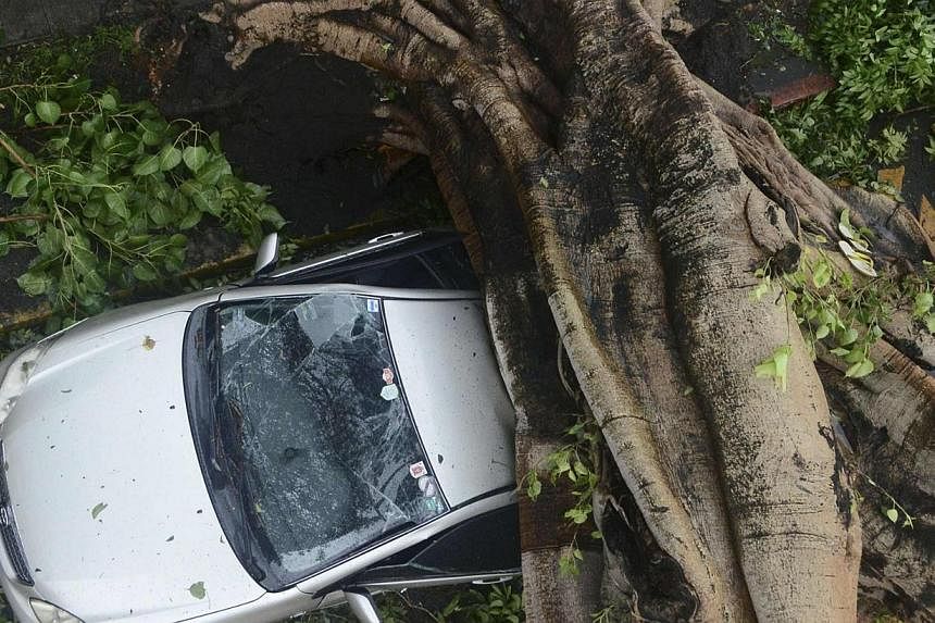 A huge tree crushes a car during the onslaught of Typhoon Rammasun, (locally named Glenda) that hit Makati city in Manila on July 16, 2014. -- PHOTO: REUTERS