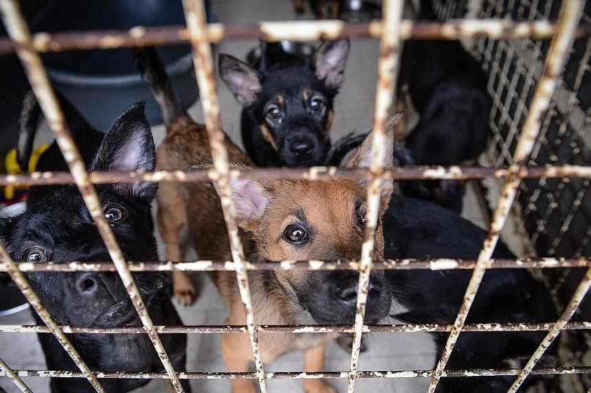 Mix-breed puppies in an enclosure at the Society for the Prevention of Cruelty to Animals (SPCA).&nbsp;Codes of Animal Welfare have been submitted to the Agri-Food and Veterinary Authority of Singapore (AVA) for review. -- PHOTO: ST FILE
