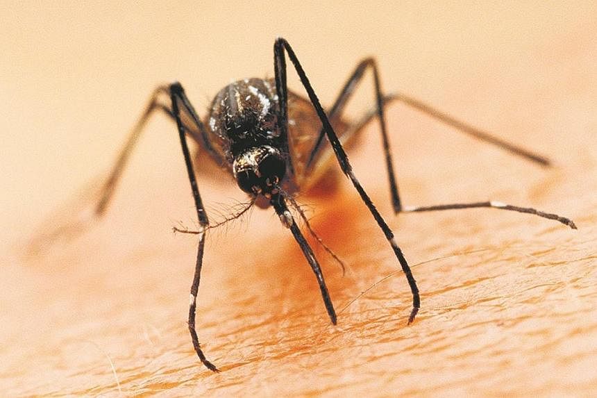 An 85-year-old man became the second person to die from dengue fever this year. -- PHOTO: ST FILE
