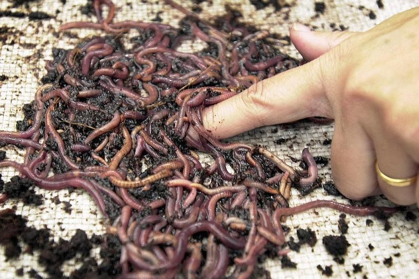 As the number of humans on Earth has nearly doubled over the past four decades, the number of bugs, slugs, worms and crustaceans has declined by 45 percent, researchers said on Thursday. -- PHOTO: ST FILES