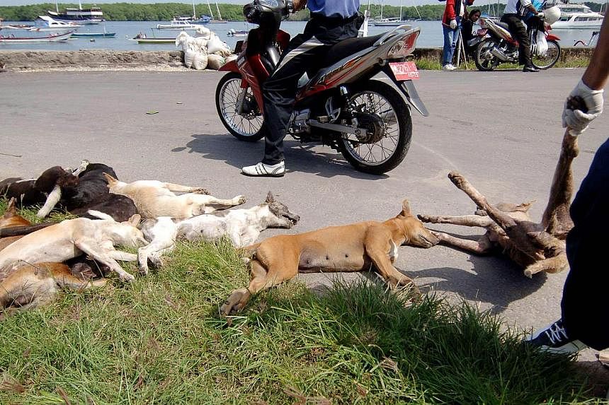 A health department official (right) removes the carcasses of stray dogs culled in a sweep against rabies on Serangan island off the southeast coast of Bali,&nbsp;on February 17, 2009.&nbsp;&nbsp;Among the white sandy beaches, luxury villas and templ