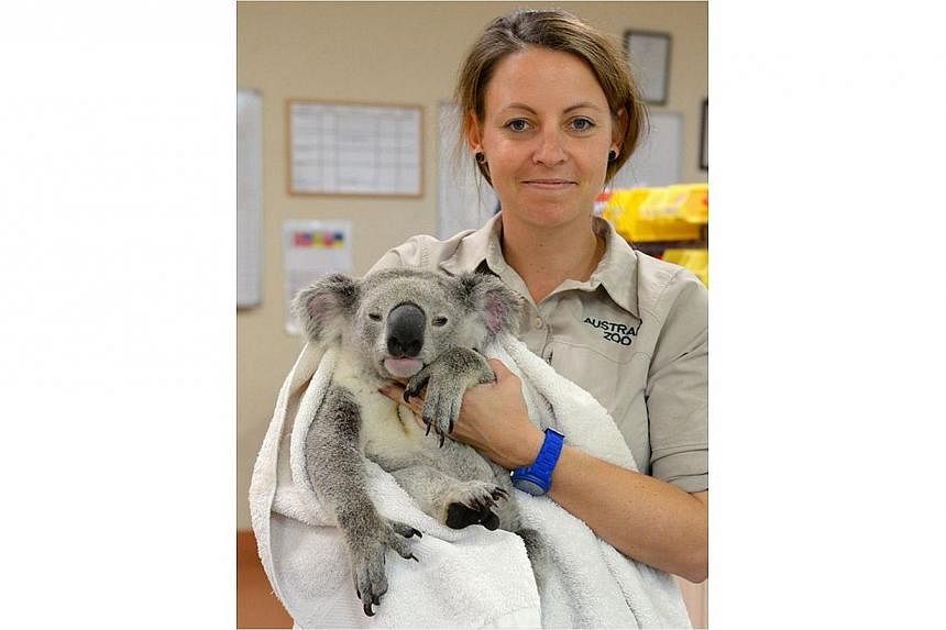 Vet nurse Robyn Kriel holds the recovering koala named Timberwolf.&nbsp;Timberwolf the koala was lucky to be alive on Monday, July 28, 2014, after surviving a terrifying 88-kilometre ride down a busy Australian freeway clinging to the bottom of a car