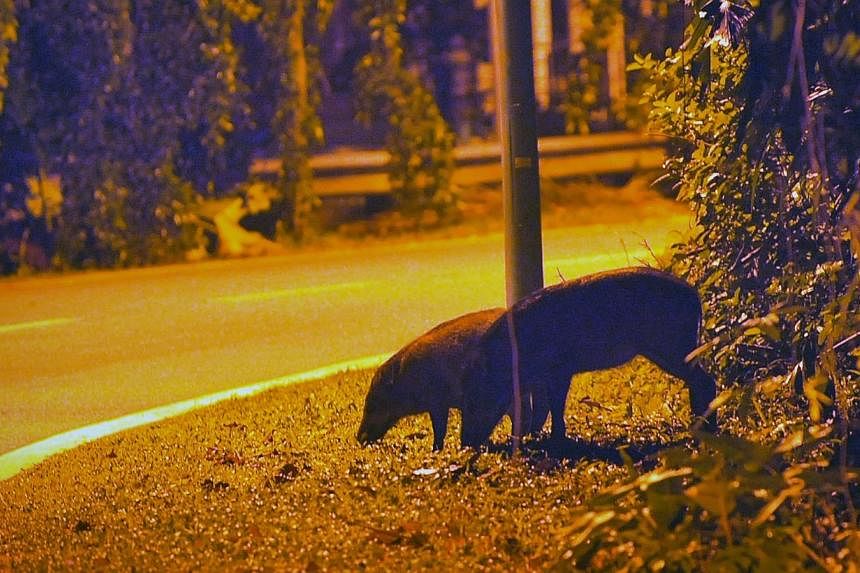 Wild boars searching for food by the side of the Old Upper Thomson Road at night on Jan 16, 2012.&nbsp;About 80 wild boars in the Lower Peirce area have been culled by the authorities since 2012 to improve public safety and reduce damage to the area'