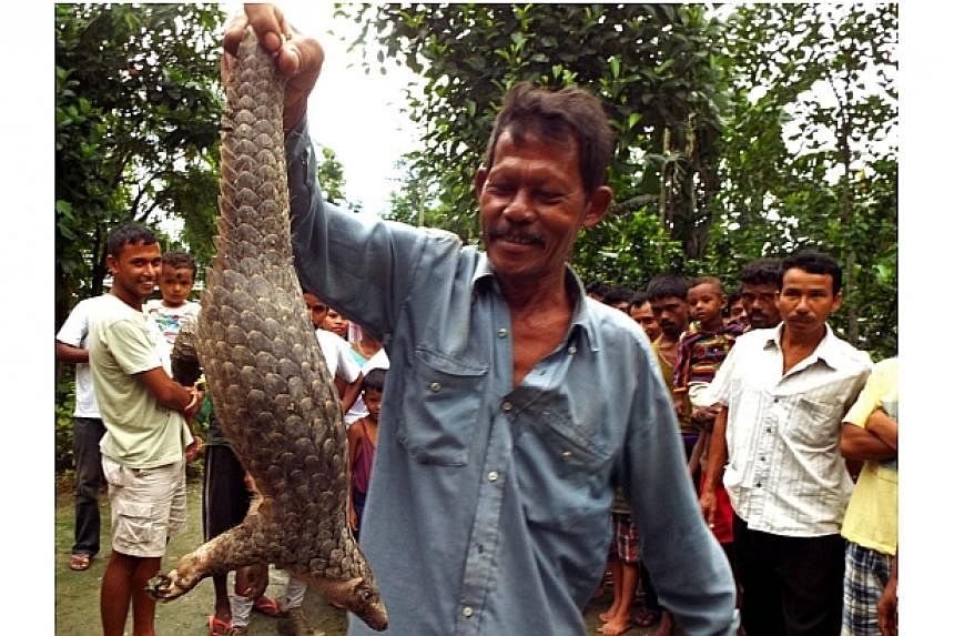 An Indian villager holds up a Chinese pangolin at Dogaow Village near Kaziranga National Park, India's northeastern Assam state on July 21, 2014.&nbsp;The scaly anteater, which looks like an artichoke with legs and a tail, is being eaten out of exist