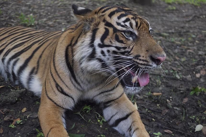 A Sumatran tiger at the Tambling Wildlife Nature Conservation (TWNC) in Sumatra, Indonesia.&nbsp;Efforts to save the tiger are being undermined by a lack of information about how many of the endangered cats live in the wild, the conservation group WW
