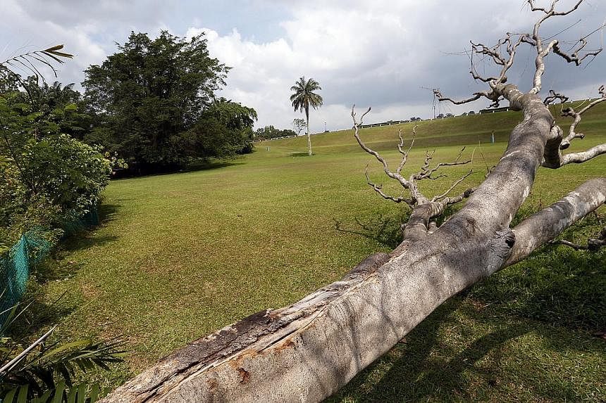 (Above) A field in Lower Peirce showing visible signs of rooting by wild boars in 2012. (Right) When The Straits Times visited the area yesterday morning, there were few signs of damage caused by the animals, although some residents say the remaining