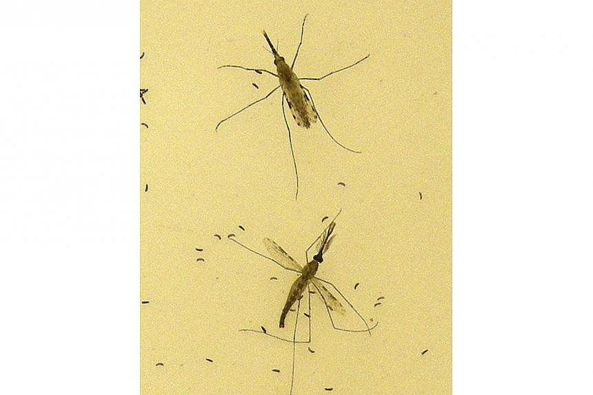 This 2010 Centers for Disease Control and Prevention photo shows two "Anopheles gambiae" mosquitoes, the principal vector of malaria in Africa, as the female (top) is in the process of egg-laying atop a sheet of egg paper pictured with the male (bott
