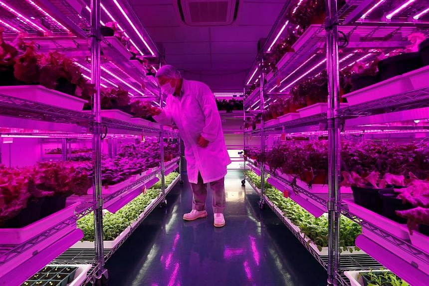 While Panasonic churns out electrical and electronic products in Bedok (above left) and Jurong, it grows pesticide-free vegetables (above) at an indoor farm in its Jurong factory building, where conditions such as light, temperature and humidity are 