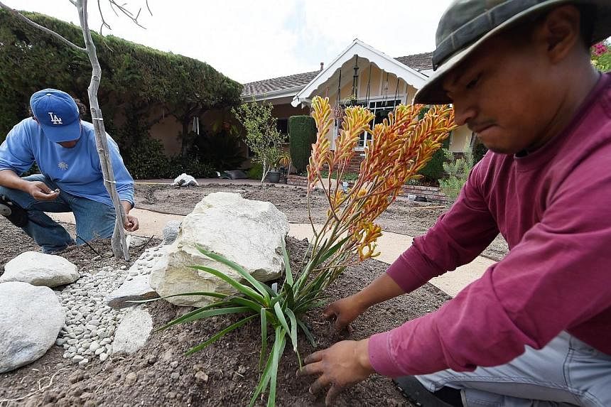 Landscapers David Puac (right) and George Navoretti (left) install drip irrigation and a new drought-tolerant landscape in the front yard of Larry and Barbara Hall's home in the San Fernando Valley area of Los Angeles on July 17, 2014.&nbsp;Lush gree