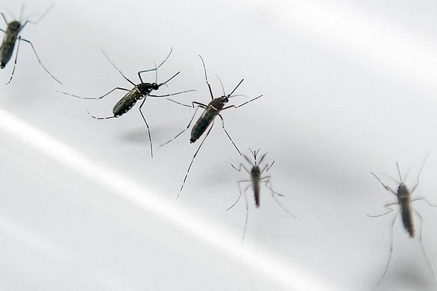 A file photo taken on Sept 2, 2010 shows the Aedes aegypti mosquito that can spread dengue fever, at an entomology laboratory in Fort-de-France, in Martinique.&nbsp;A new dengue vaccine to be marketed by French pharmaceutical firm Sanofi Pasteur next