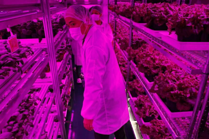 Panasonic's first indoor vegetable farm at its factory in Singapore in July 2014. -- PHOTO: REUTERS