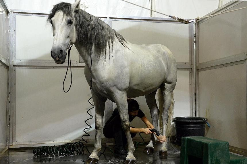 One of the team members gives a horse a bath (below). French native Laura Baubry (left), a rider in Cavalia, with a horse named Tardon.