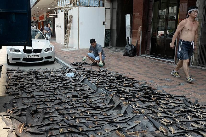 A worker lays out shark fins to dry on a road in Hong Kong on July 31, 2014. Hong Kong and China are two of the world's biggest markets for shark fins where it is commonly served as a soup at wedding banquets and corporate parties, but conservationis