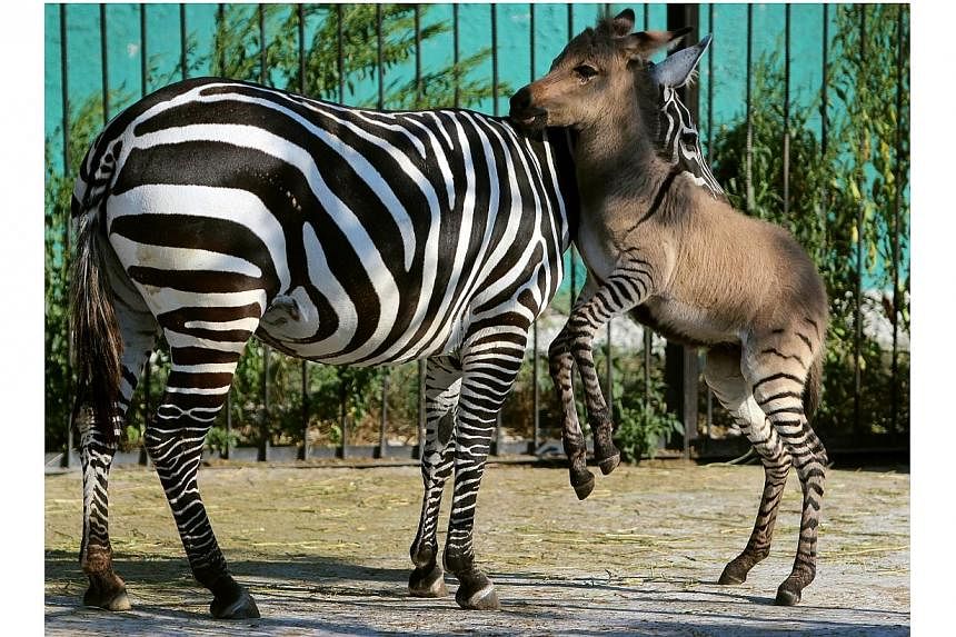 A hybrid (right) of zebra and a donkey plays with his mother at the Taigan zoo park outside Simferopol on Aug 5, 2014. -- PHOTO: AFP