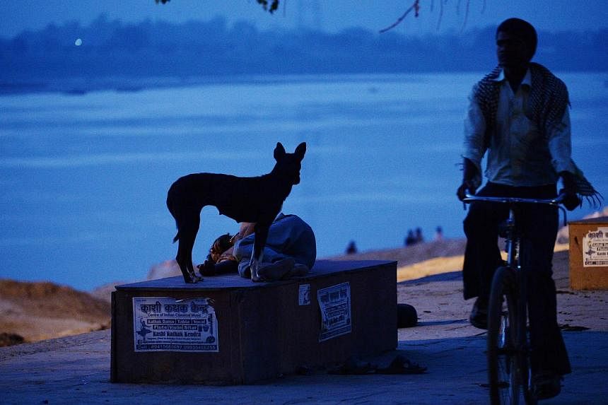 A dog stands on a ledge next to a sleeping man near the banks of the Ganges river at daybreak in Varanasi on May 18, 2014.&nbsp;Stray canines roaming the Indian capital New Delhi&nbsp;may soon find themselves attending police training school with civ