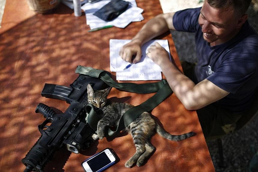 An Israeli soldier looks at a cat lying next to his weapon near the border with the Gaza Strip on August 10, 2014. Israel has accepted a new Gaza ceasefire proposed by Egyptian mediators and will send negotiators to Cairo on Monday if the truce holds