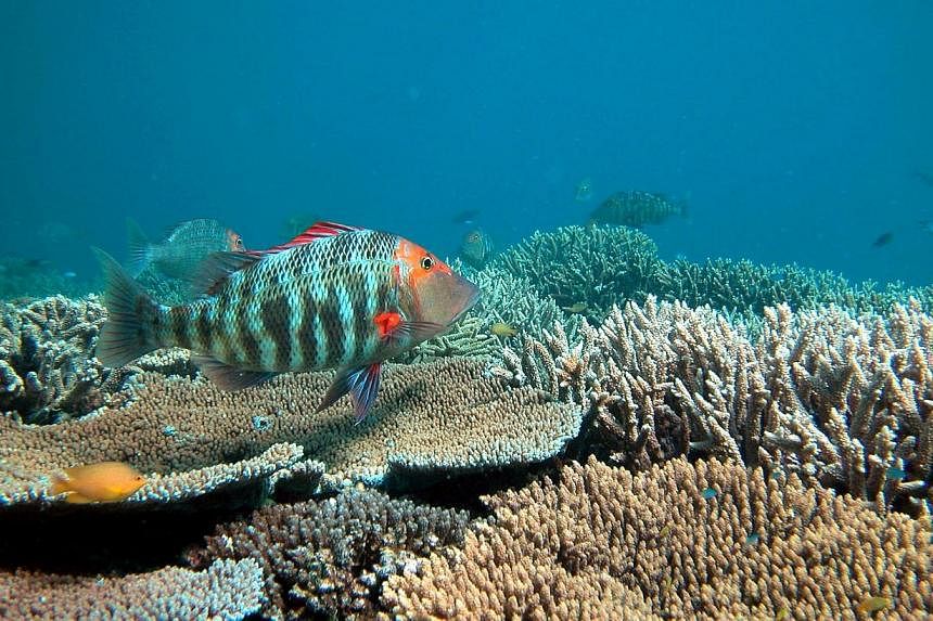 Australia's Great Barrier Reef remains under threat despite efforts to rein in major sources of damage to the World Heritage-listed icon, the government said on Tuesday, Aug 12, 2014. -- PHOTO:&nbsp;OVE HOEGH-GUILDBERG