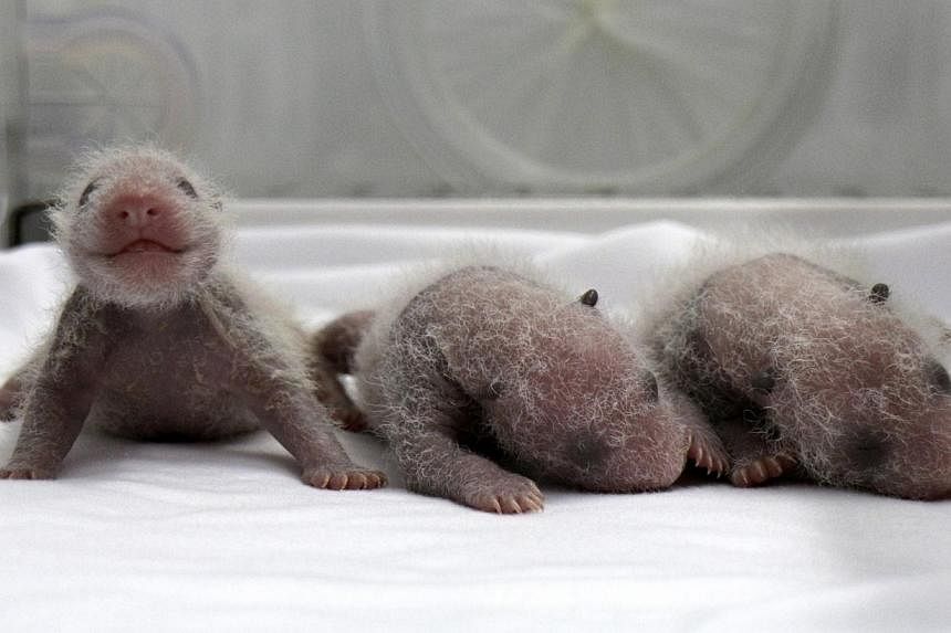 Newborn giant panda triplets, which were born to giant panda Juxiao (not pictured), are seen inside an incubator at the Chimelong Safari Park in Guangzhou, Guangdong province on Aug 9, 2014.&nbsp;A Chinese zoo has unveiled newborn panda triplets bill