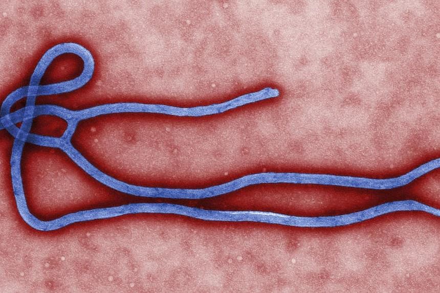Some of the ultrastructural morphology displayed by an Ebola virus virion is revealed in this undated handout transmission electron micrograph (TEM) obtained by Reuters on Aug 1, 2014.&nbsp;Athletes from Ebola-hit countries in west Africa have been b