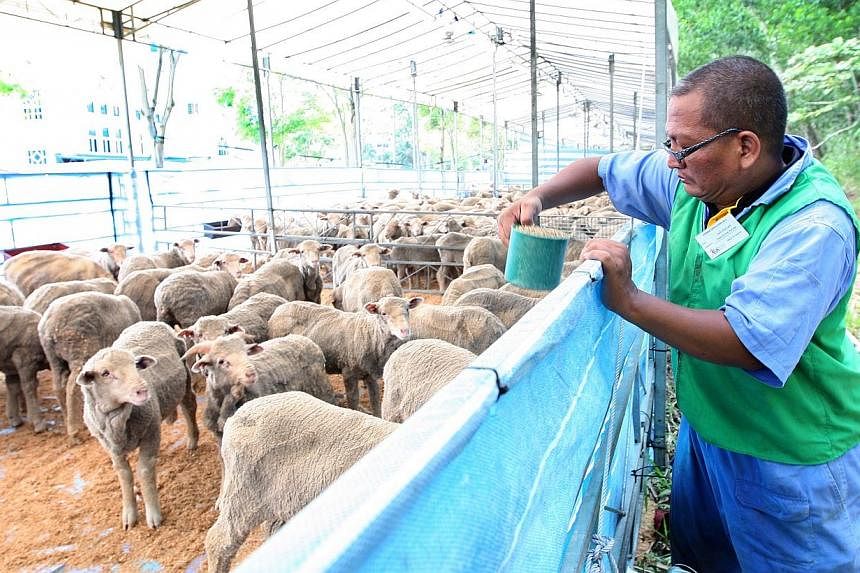 The least expensive sheep to be purchased for the Islamic ritual sacrifice of korban in October is still the costliest on record, a religious official said last Friday. -- PHOTO: MUIS