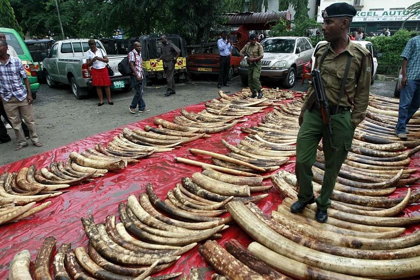 A plain-clothes police officer arranges seized elephant tusks to be inspected at a police station in Mombasa, Kenya, on June 5, 2014. Kenyan authorities seized 228 whole elephant tusks and 74 others in pieces as they were being packed for export. On 