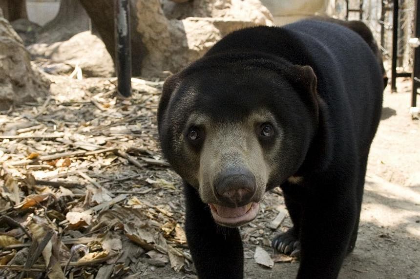 A Malayan sun bear. Malayan sun bears and Asian black bears are wanted for their bile. Singapore is a key international trade route for bear bile products and sustains a well-developed domestic market, according to a new report by an international gr