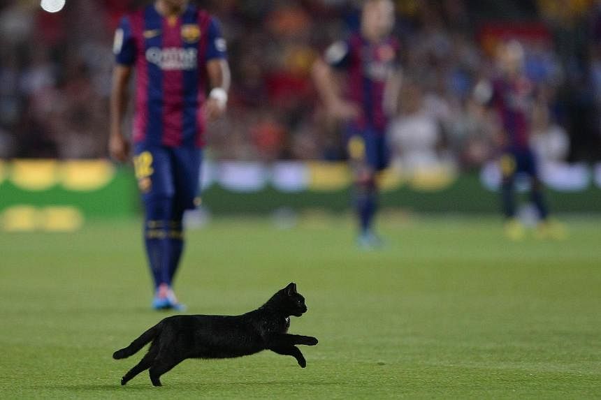 A black cat invades the pitch just before kick-off at the Camp Nou on Aug 24, 2014. -- PHOTO: AFP