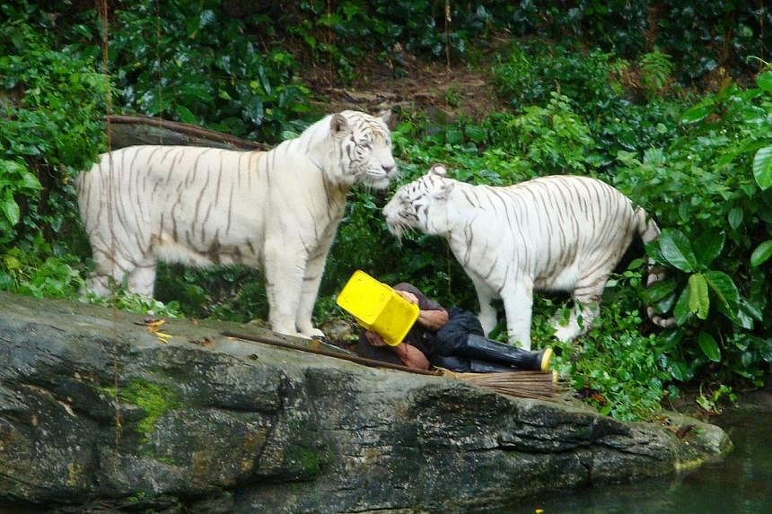 Mr Nordin Montong, 32, a Singapore Zoo cleaner, had jumped into the white tiger enclosure, and agitated the tigers with a broom. -- PHOTO: W.R. DE BOER