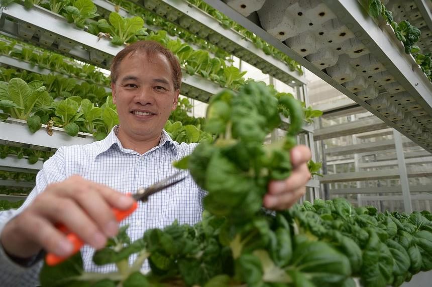 Mr Jack Ng, 51, chief executive of urban farm Sky Greens, with trays of vegetables that are grown stacked inside A-shaped frames. Local farmers applying for new leases and extensions must now meet minimum production levels and land use conditions.