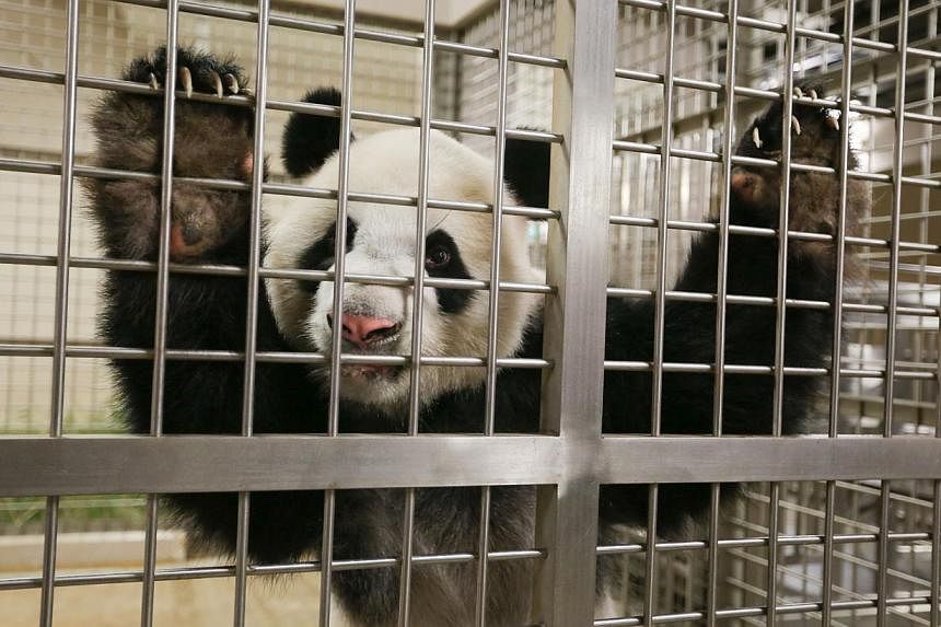 Panda lovers can soon go behind the scenes to see how giant pandas Kai Kai and Jia Jia are taken care of and even help prepare their breakfast.&nbsp;-- ST PHOTO: ONG WEE JIN